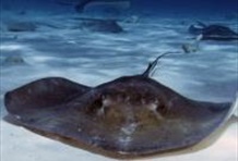 Island Safari & Stingray Swim